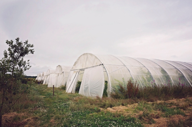 the greenhouses