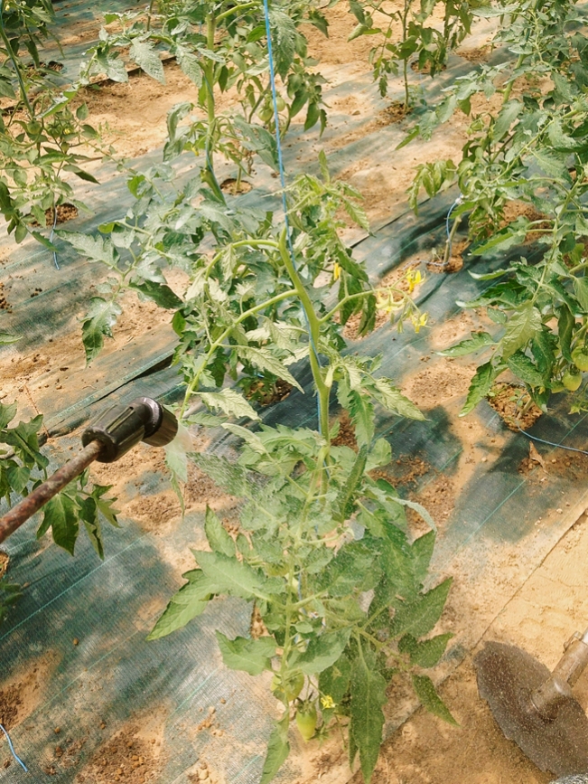 spraying copper solution on the tomatoes 